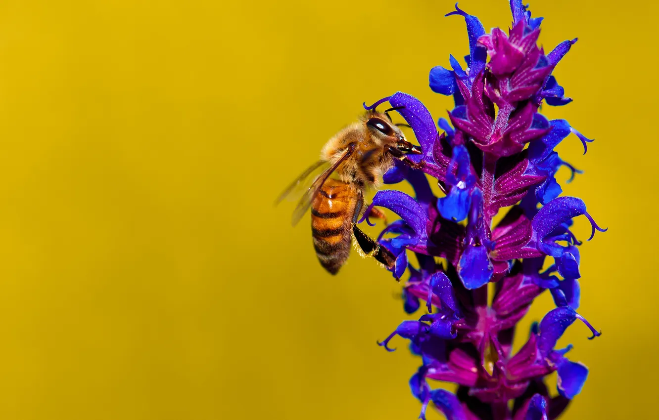Photo wallpaper flowers, bee, plant, insect
