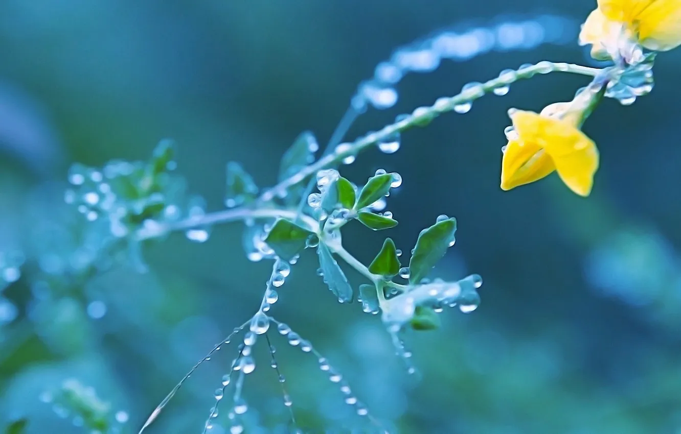 Photo wallpaper flowers, Rosa, plant