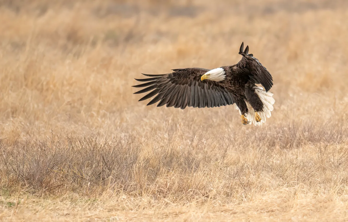 Photo wallpaper field, grass, flight, bird, bald eagle