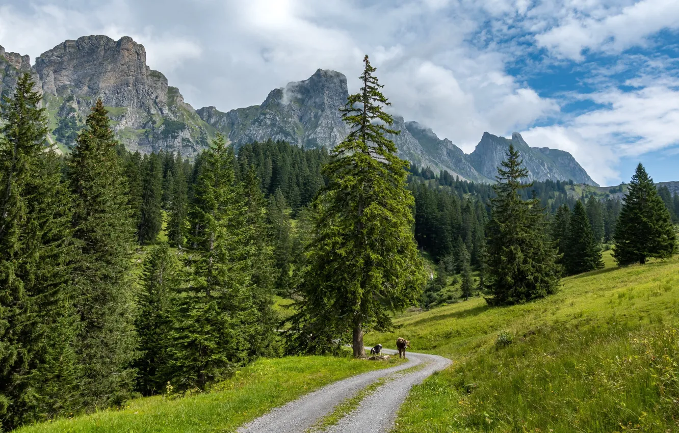 Photo wallpaper road, greens, field, forest, summer, the sky, grass, clouds