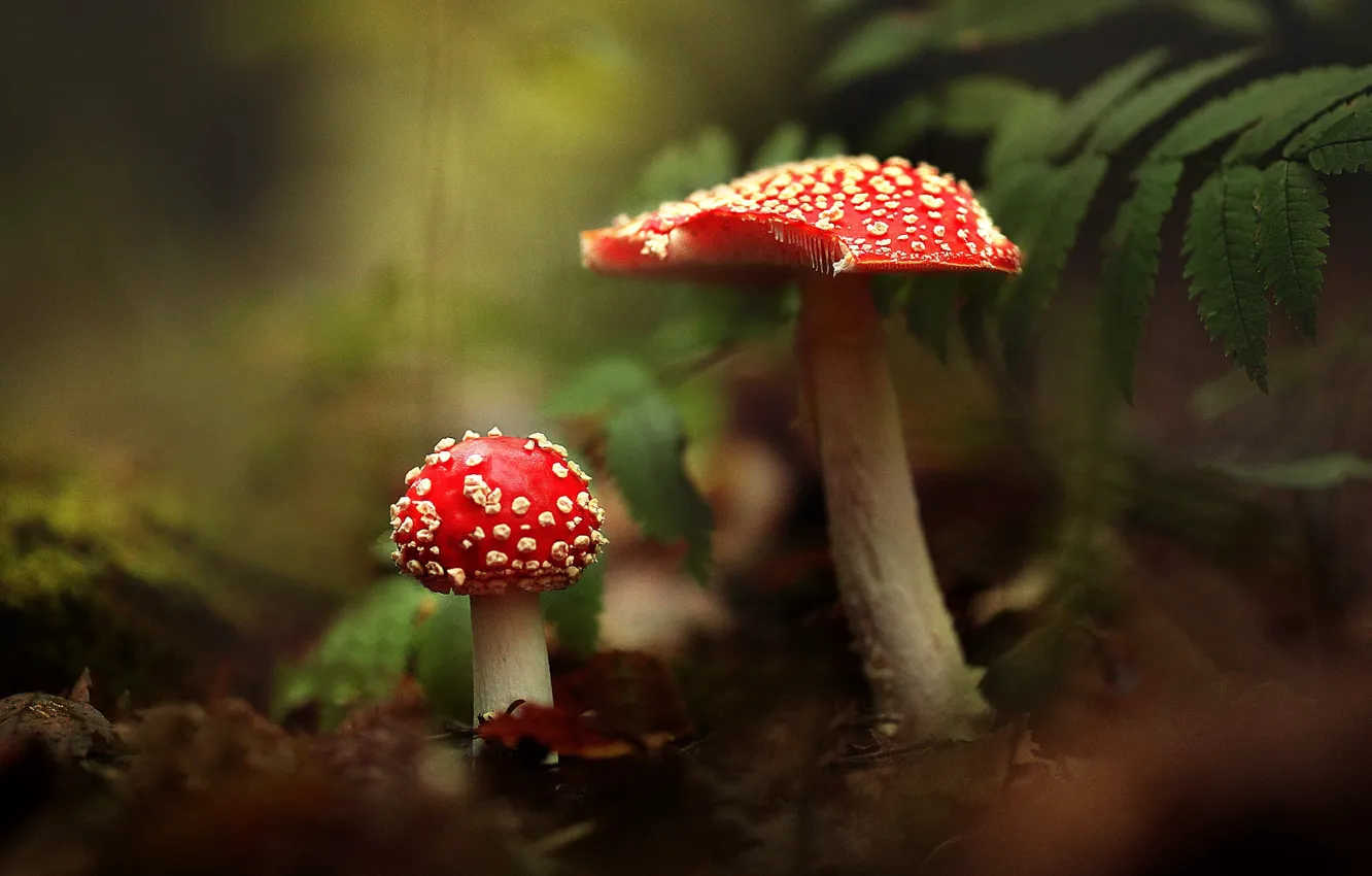 Photo wallpaper autumn, forest, leaves, red, glade, mushrooms, blur, mushroom
