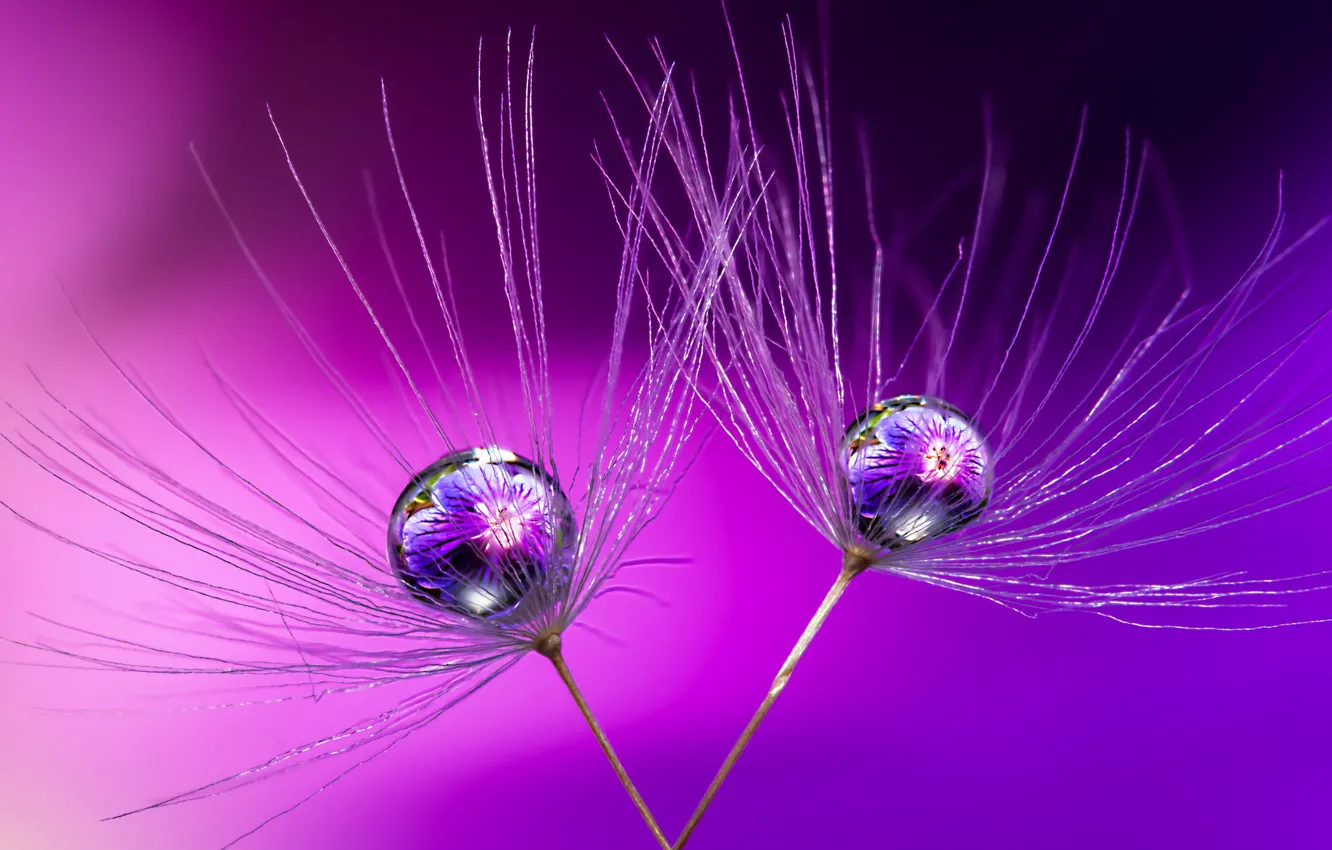 Photo wallpaper water, drops, macro, nature, fantasy, plant, beauty, Association