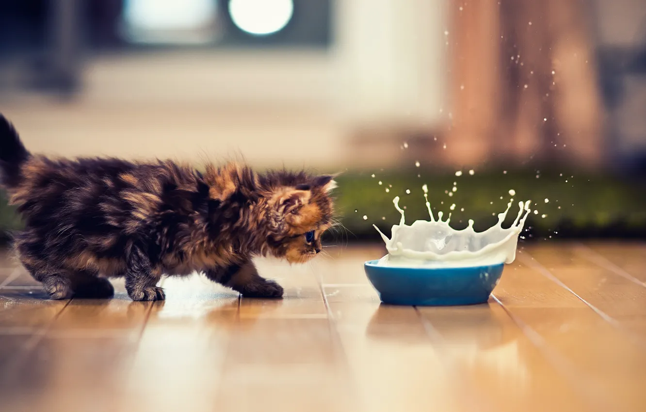 Photo wallpaper cat, cat, kitty, splash, milk, bowl, Kote