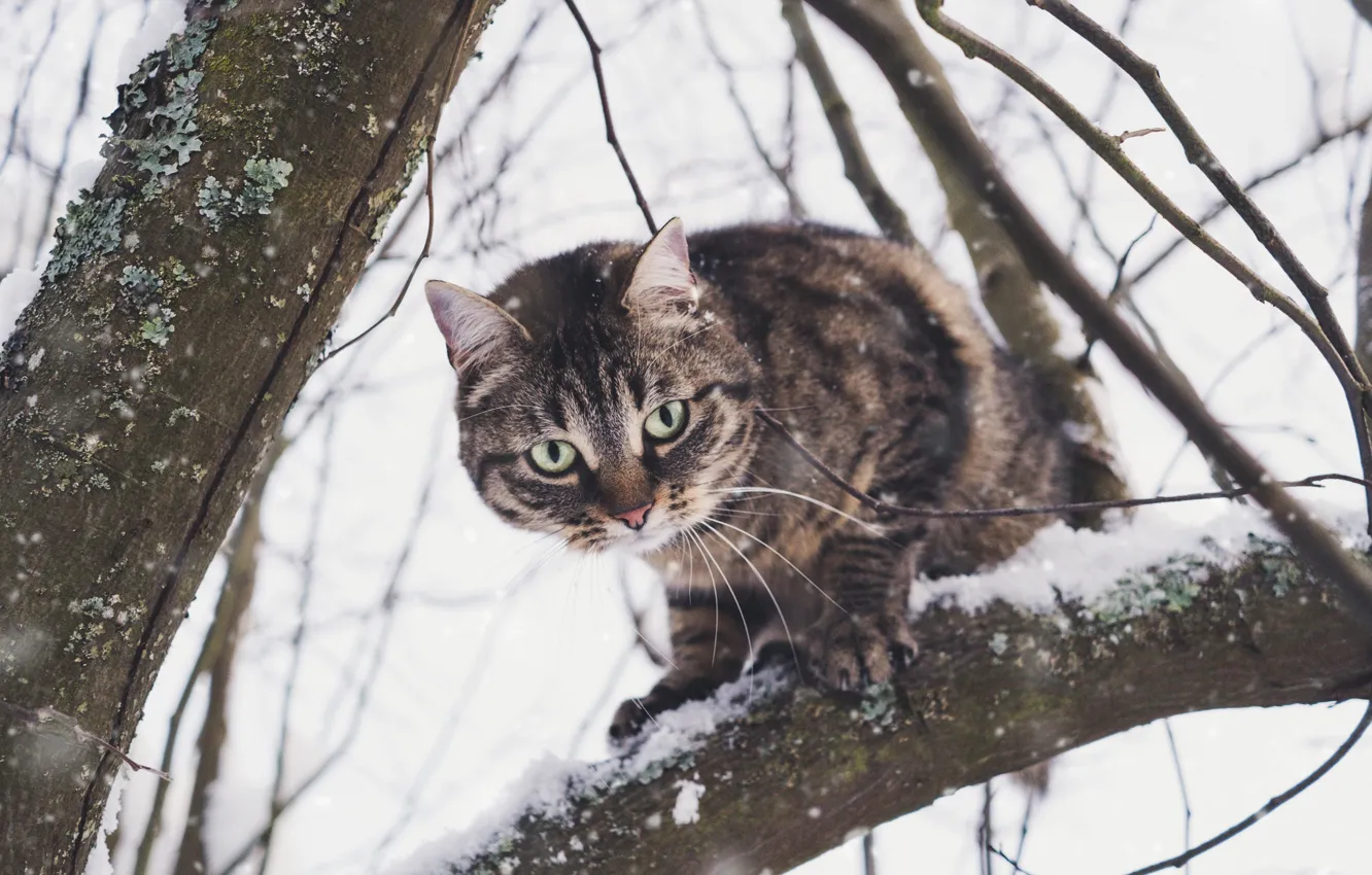 Photo wallpaper winter, cat, cat, look, snow, trees, branches, nature