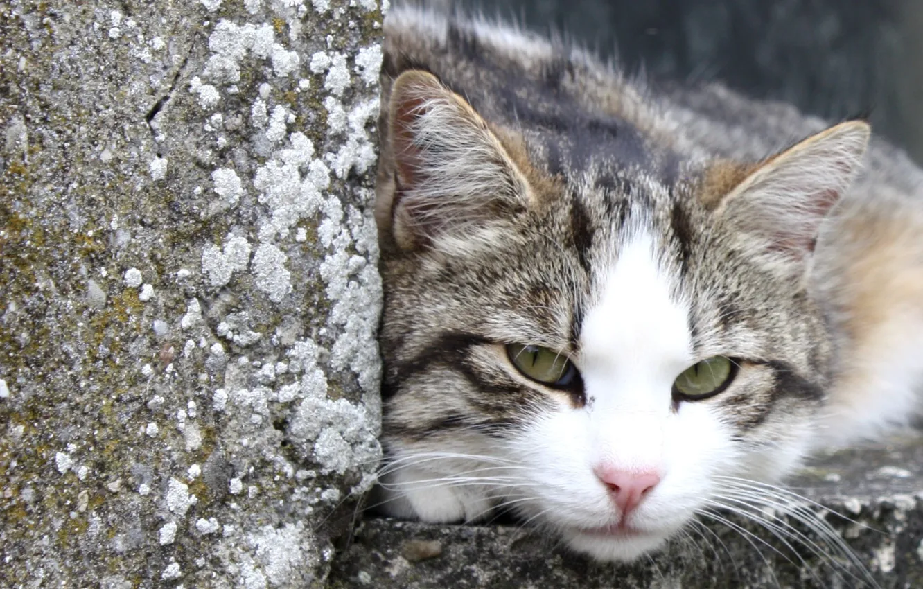 Photo wallpaper cat, stones, stay, street