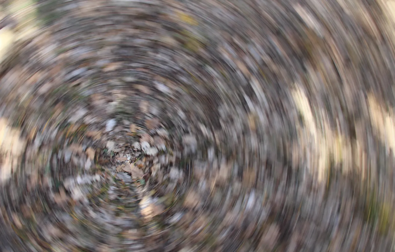 Photo wallpaper autumn, leaves, earth, the cycle