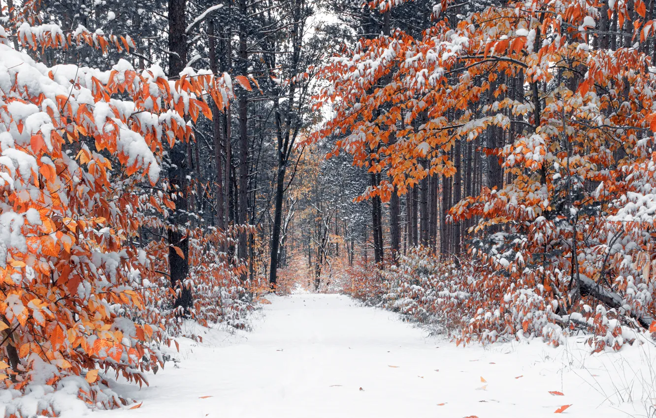 Photo wallpaper autumn, forest, snow
