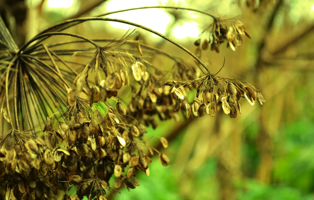 Photo wallpaper macro, umbrella, plant, dill