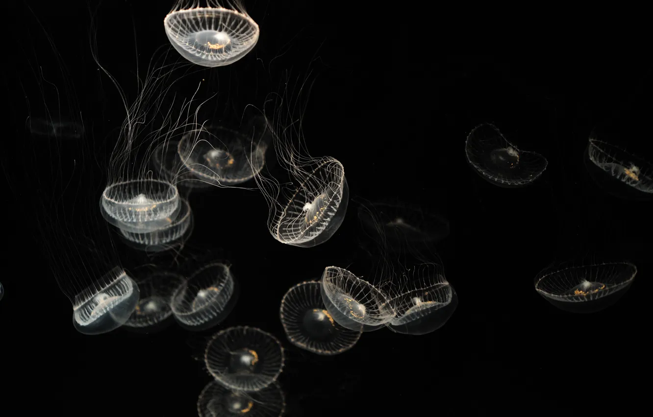 Photo wallpaper darkness, black, jellyfish, transparent