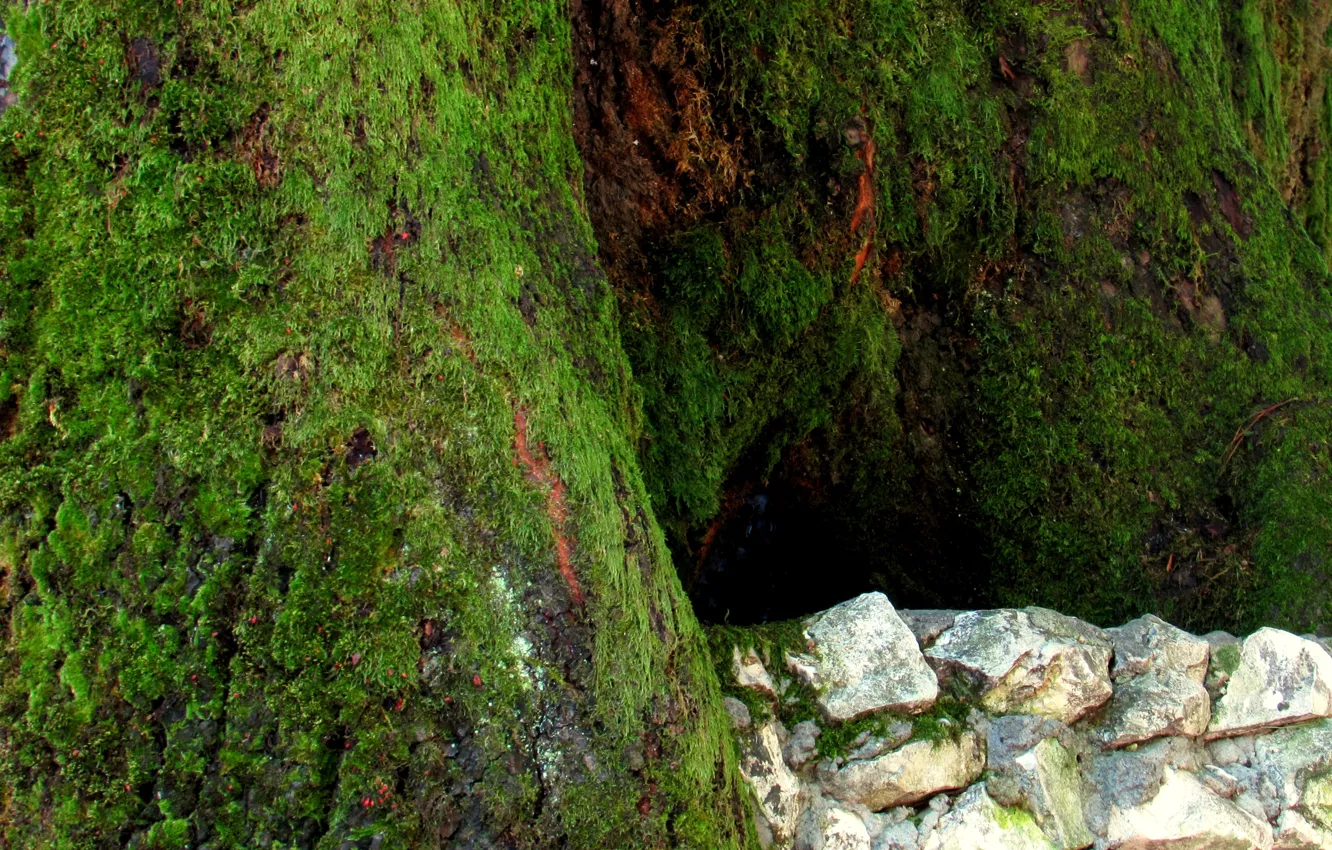 Photo wallpaper stones, tree, Moss, Logins