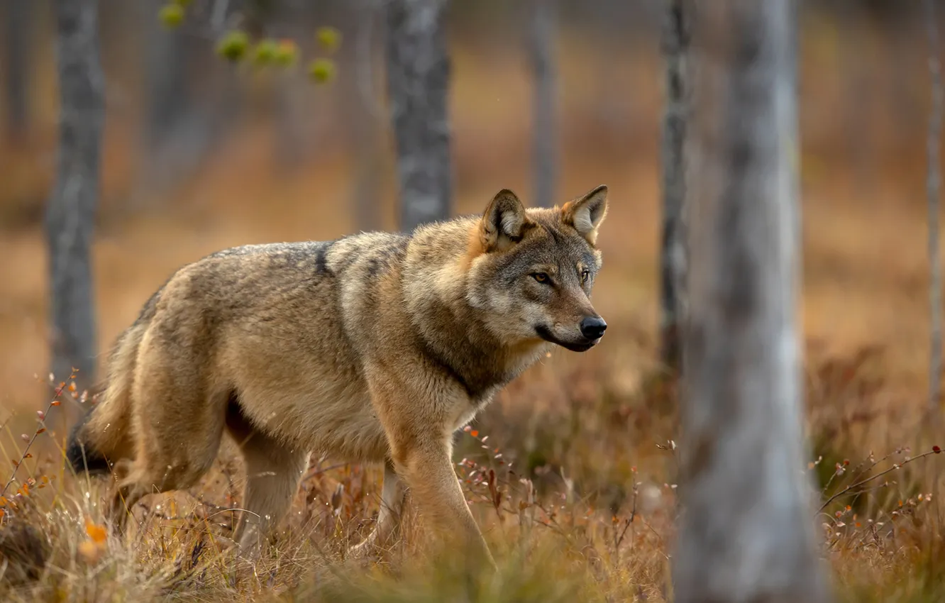 Photo wallpaper fantasy, nature, art, snow, predator, face, animal, wolf