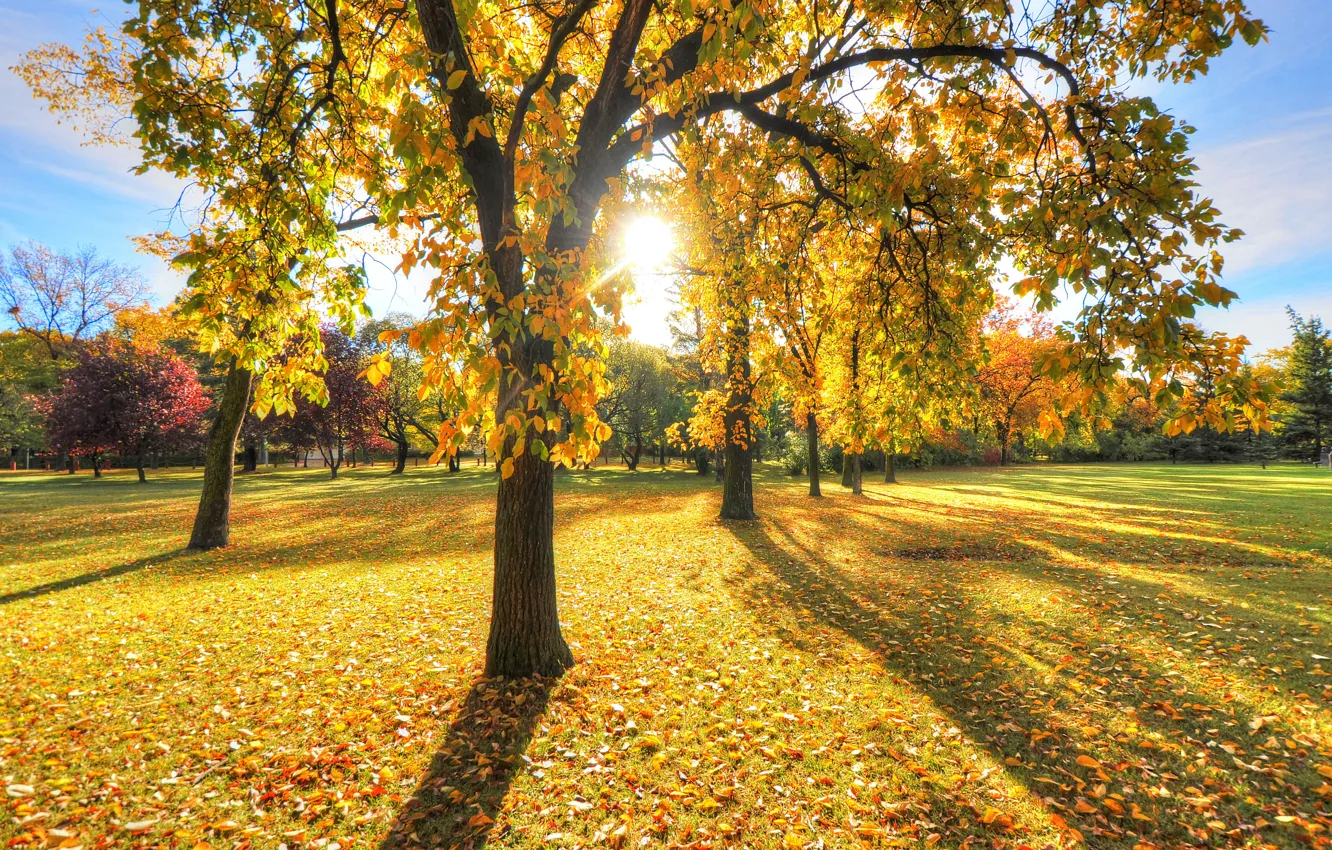 Photo wallpaper autumn, grass, leaves, the sun, light, trees, sunset, Park