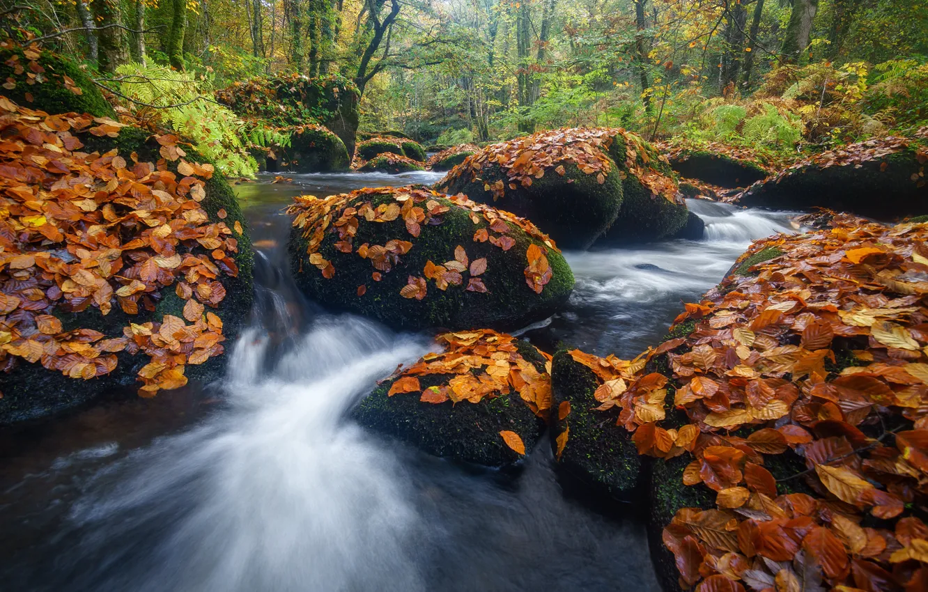 Photo wallpaper autumn, forest, leaves, river, stones, France, France, Brittany
