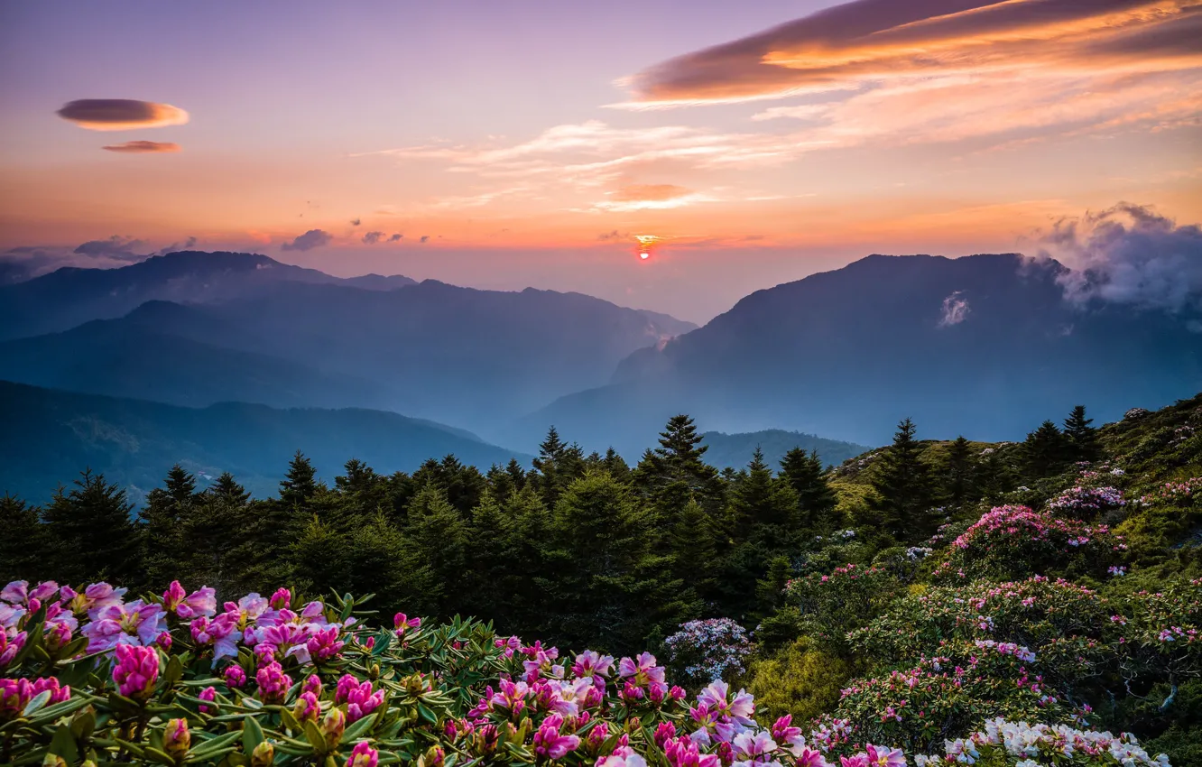 Photo wallpaper forest, the sky, the sun, clouds, sunset, flowers, mountains, nature