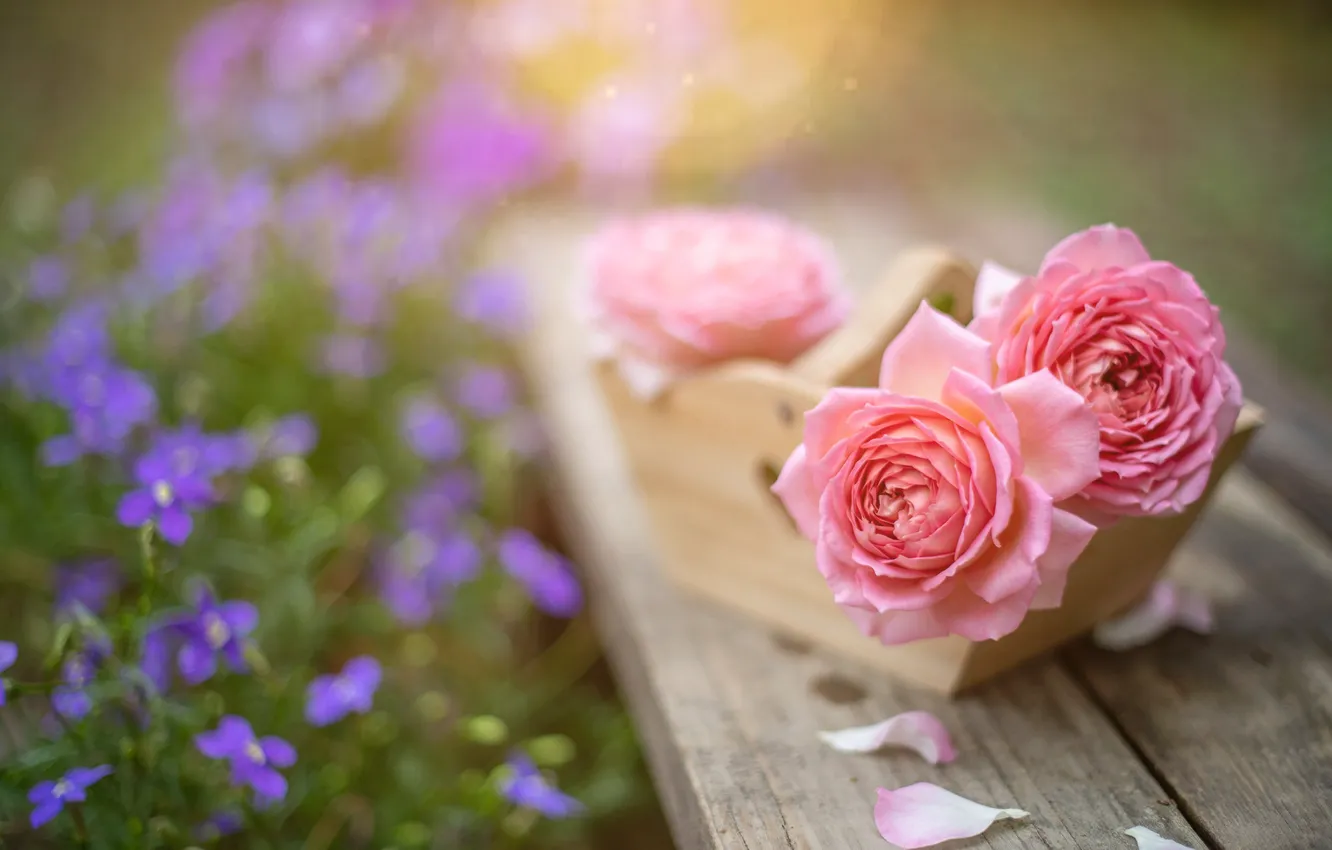 Photo wallpaper flowers, roses, petals, pink, bokeh