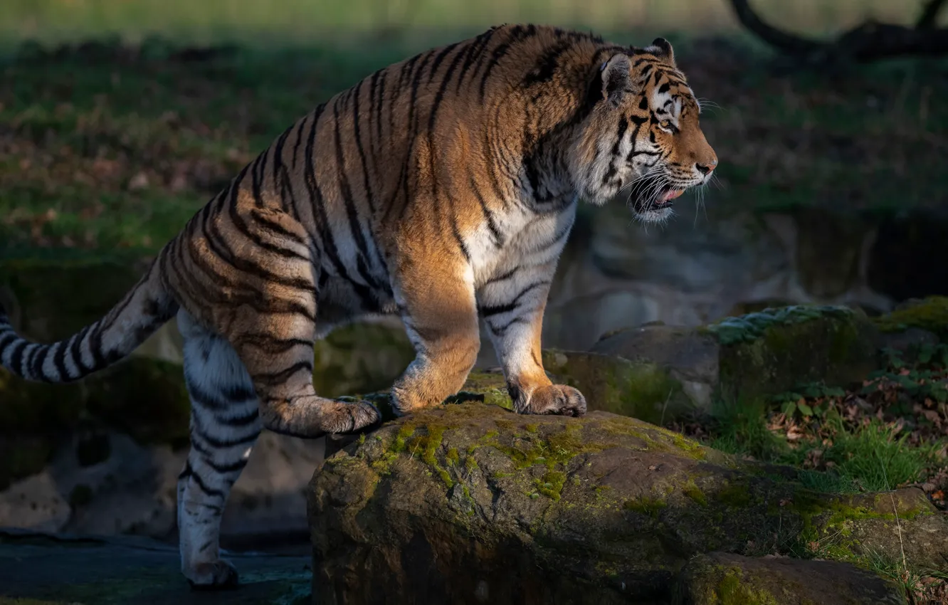 Photo wallpaper tiger, pose, stones