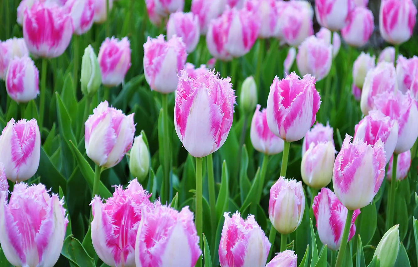 Photo wallpaper paint, petals, garden, meadow, tulips