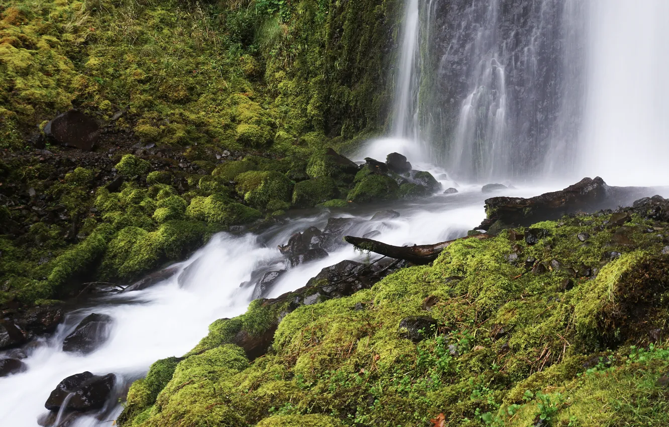 Photo wallpaper greens, summer, water, green, river, stream, stones, shore
