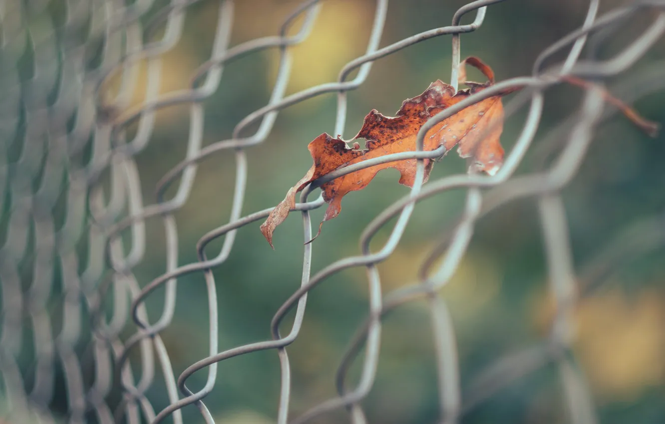 Photo wallpaper autumn, sheet, the fence