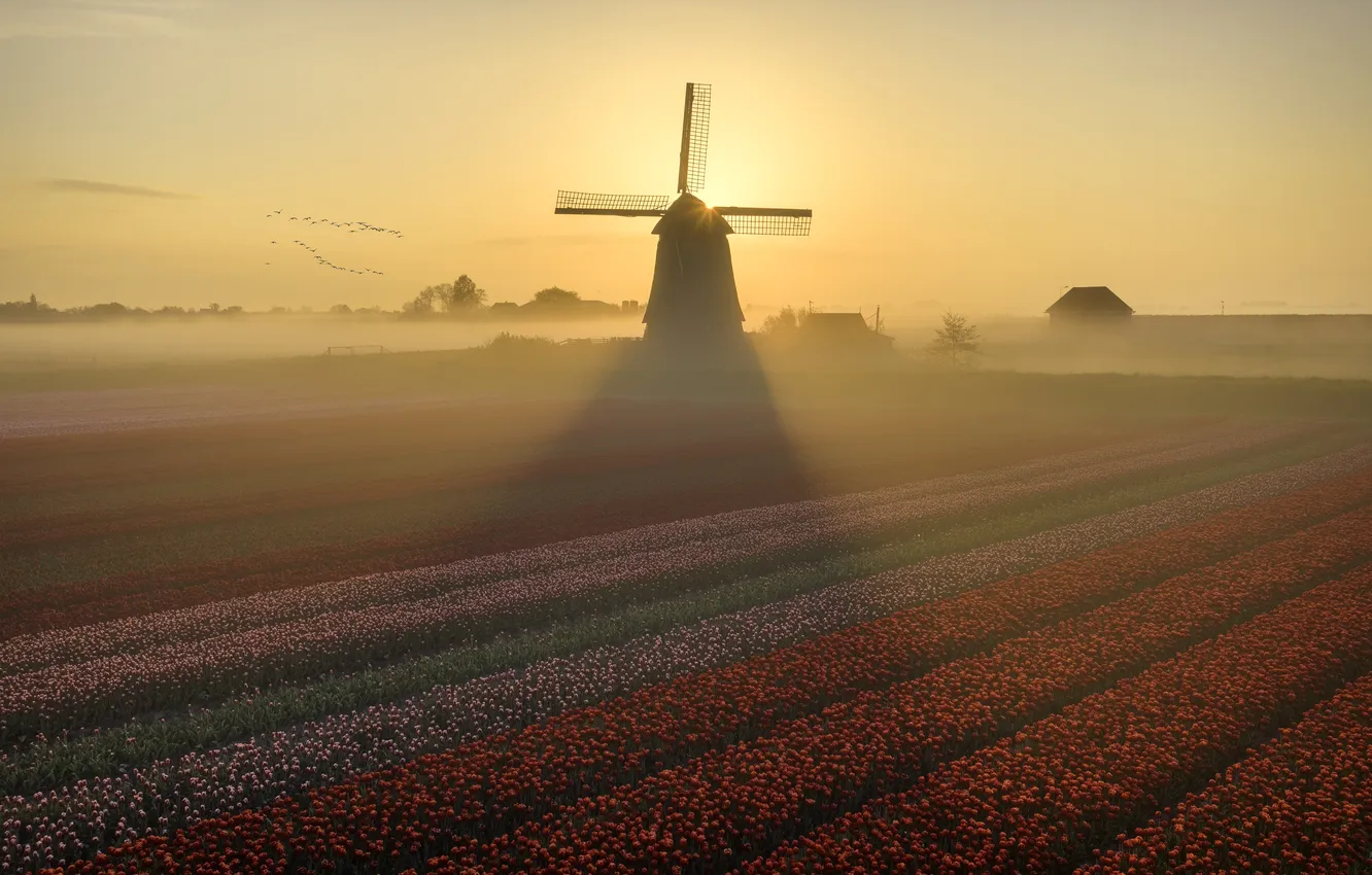 Photo wallpaper sunset, fog, mill