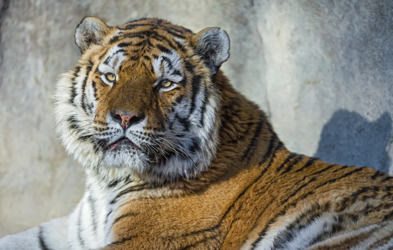 Photo wallpaper cat, look, face, tiger, portrait, the Amur tiger, ©Tambako The Jaguar