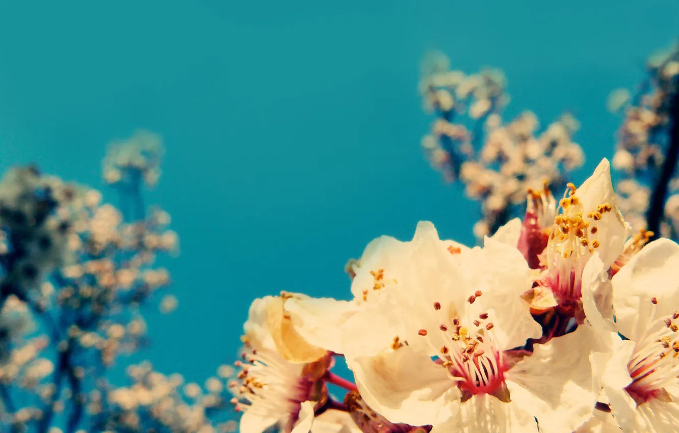 Photo wallpaper the sky, branches, cherry, blue, Sakura, flowering