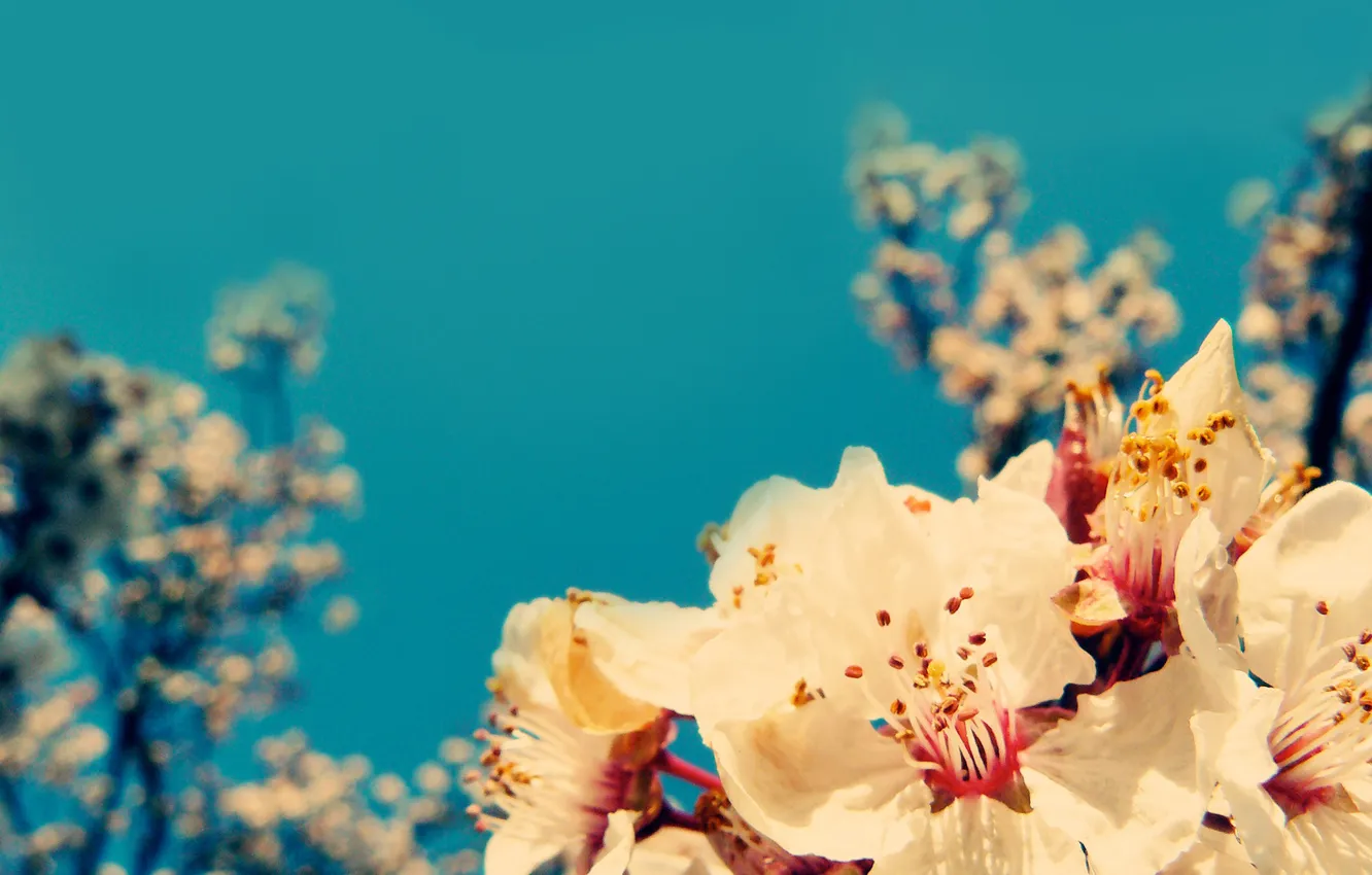 Photo wallpaper the sky, cherry, blue, branch, Sakura, flowering