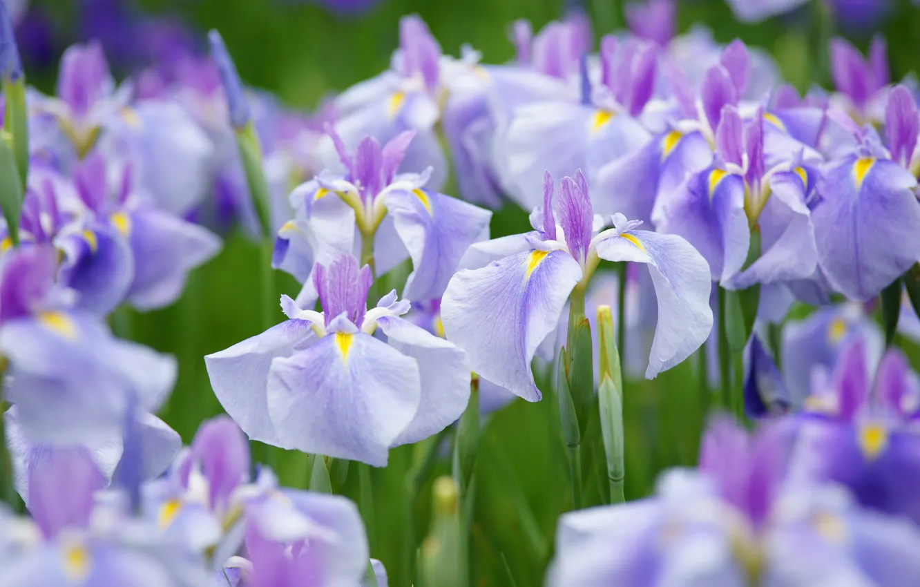 Photo wallpaper nature, petals, meadow, iris