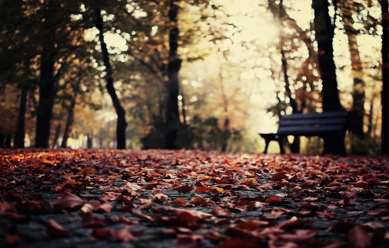 Photo wallpaper autumn, leaves, Park