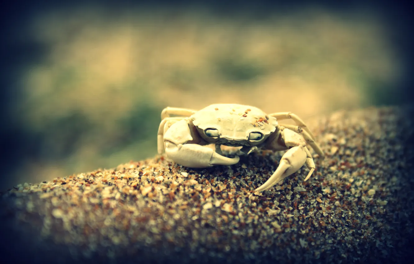 Photo wallpaper macro, crab, skeleton