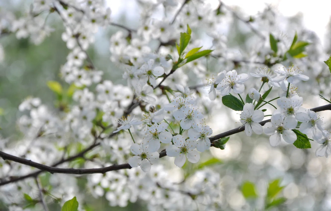 Photo wallpaper trees, cherry, spring, flowering