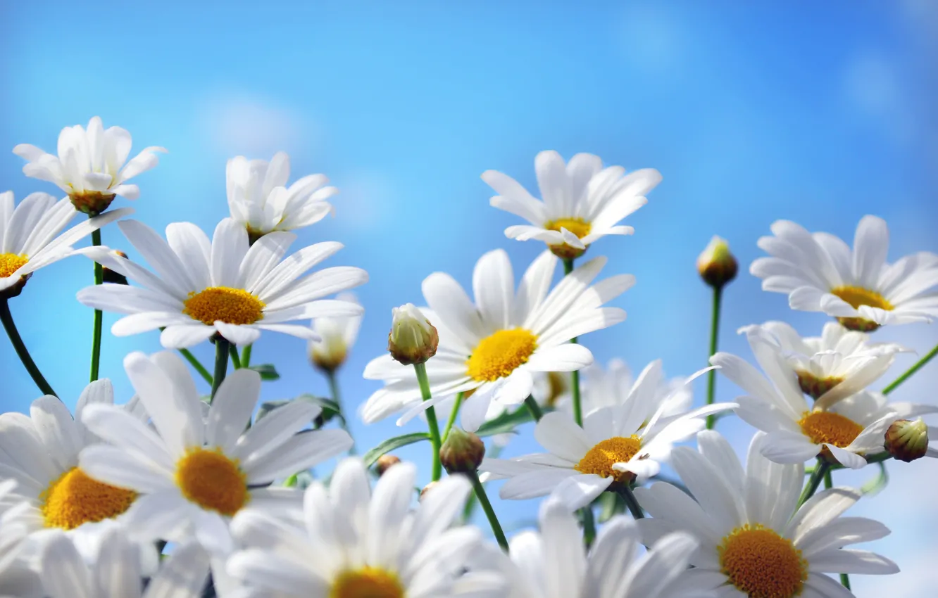 Photo wallpaper the sky, flowers, nature, chamomile, petals