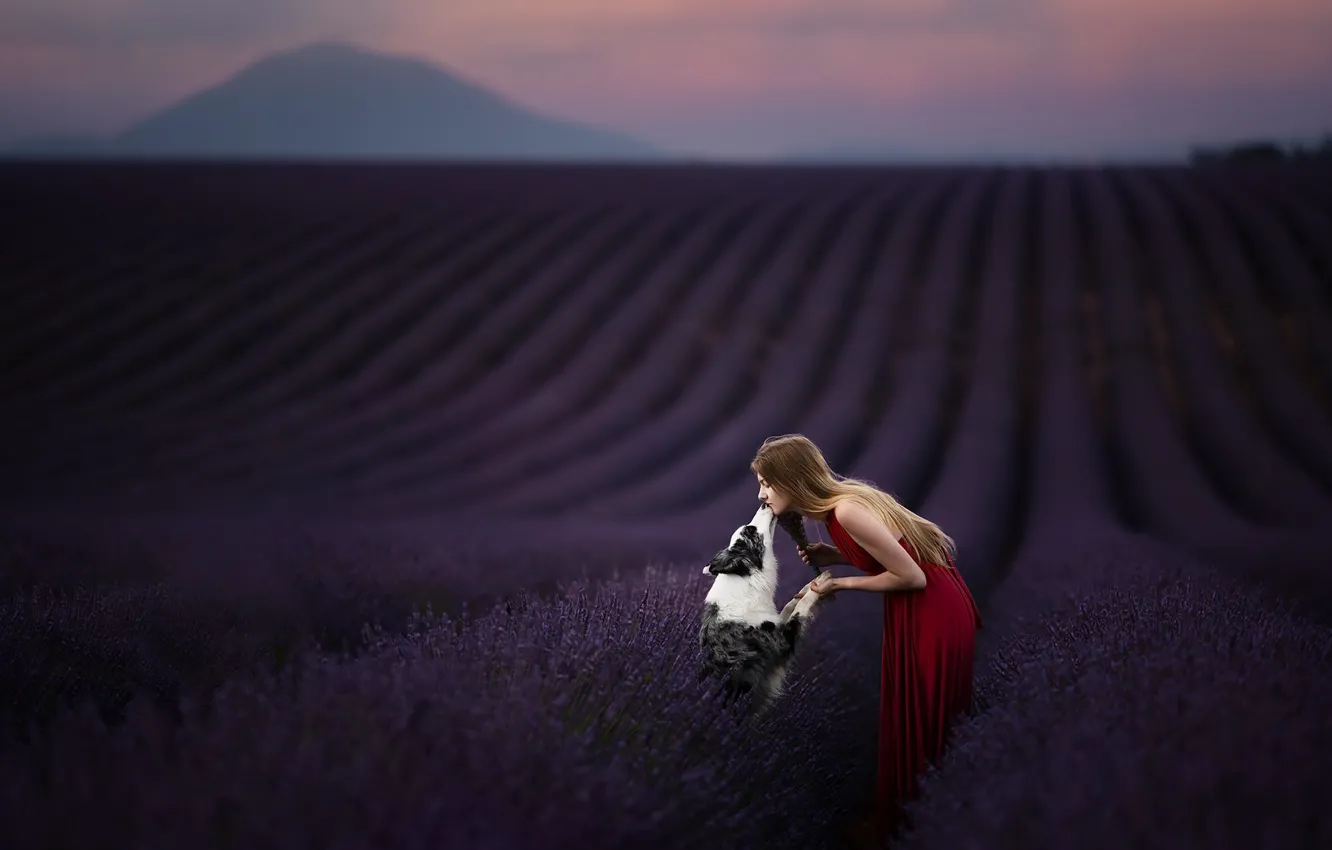 Photo wallpaper girl, dog, lavender, Just a kiss