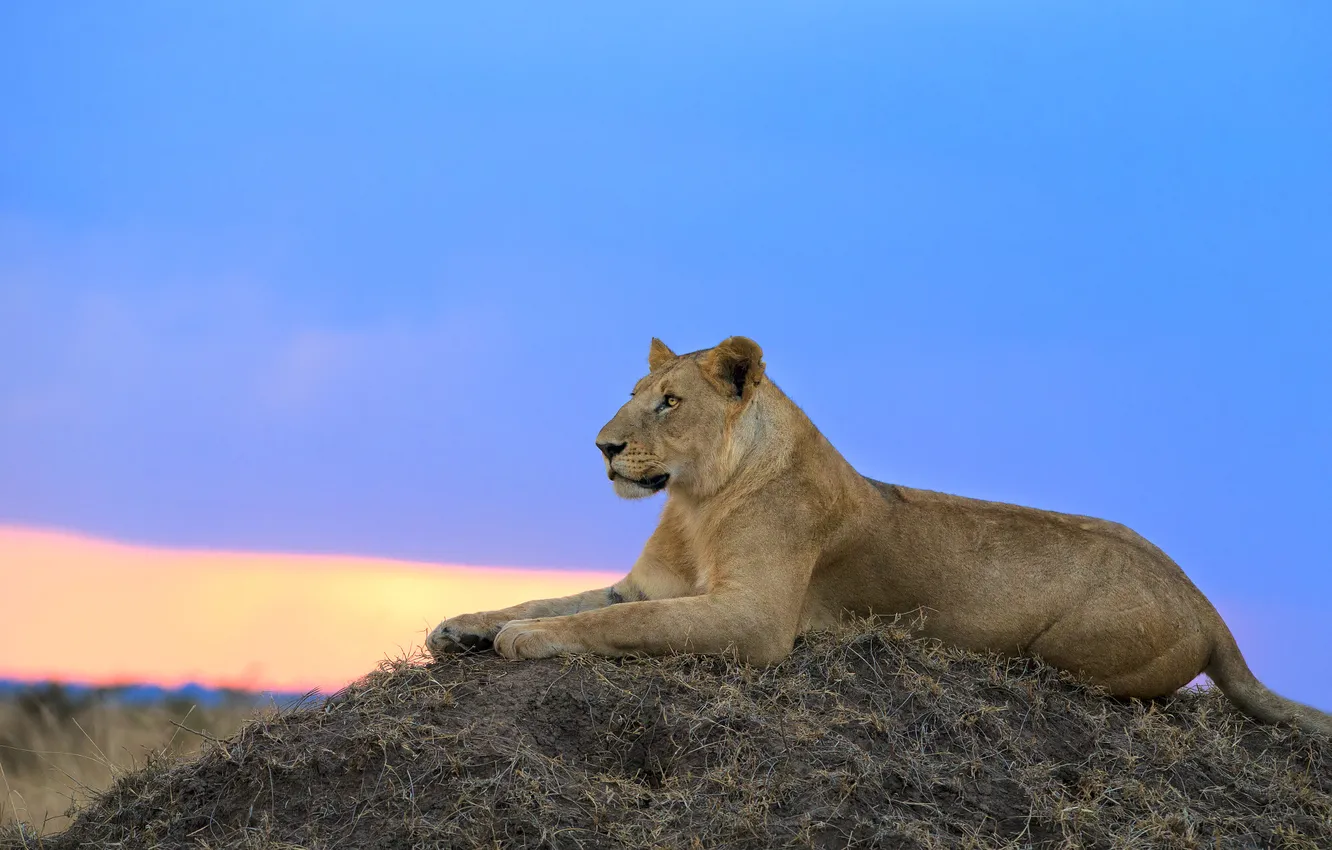 Photo wallpaper the sky, blue, hills, lies, lioness