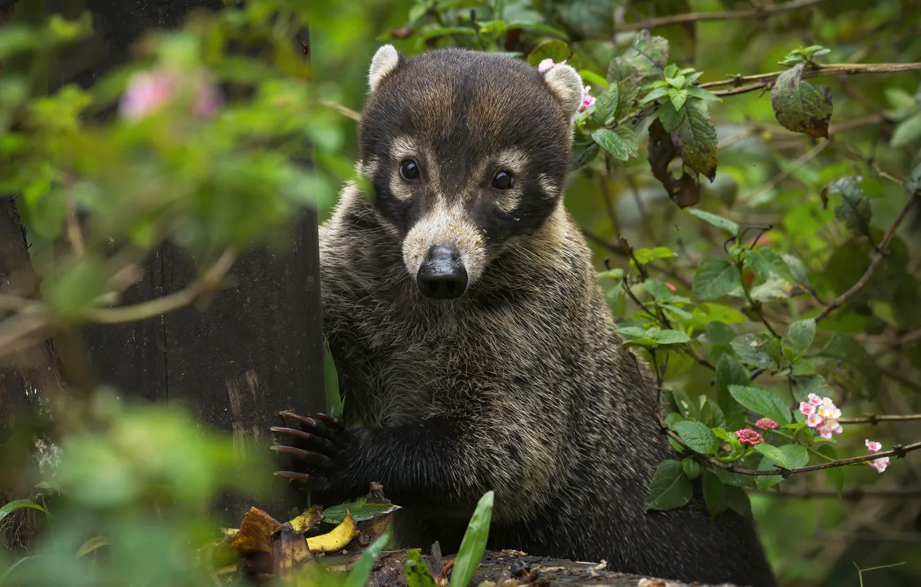 Photo wallpaper portrait, coati, the coati