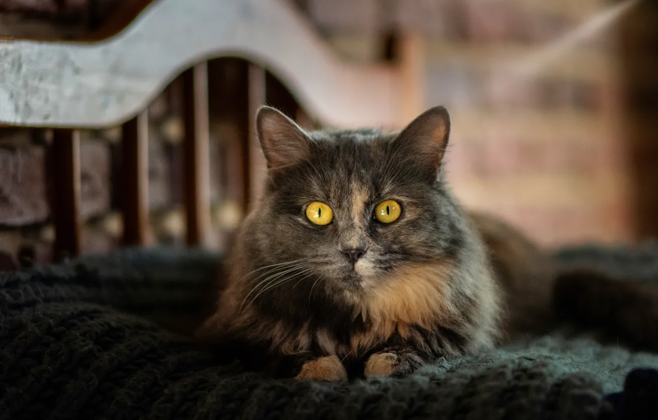 Photo wallpaper cat, cat, look, pose, grey, room, bed, portrait