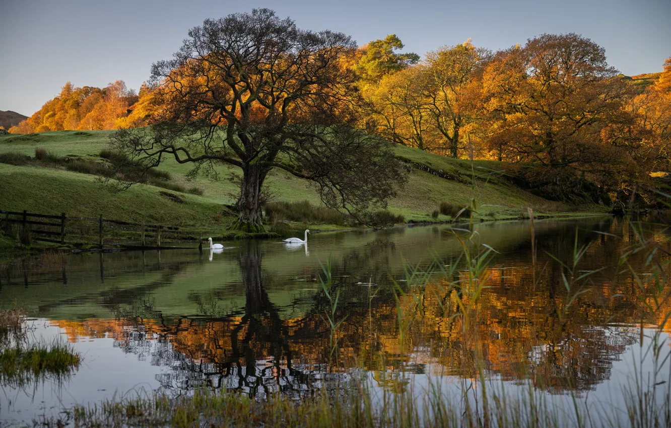 Photo wallpaper autumn, lake, swans