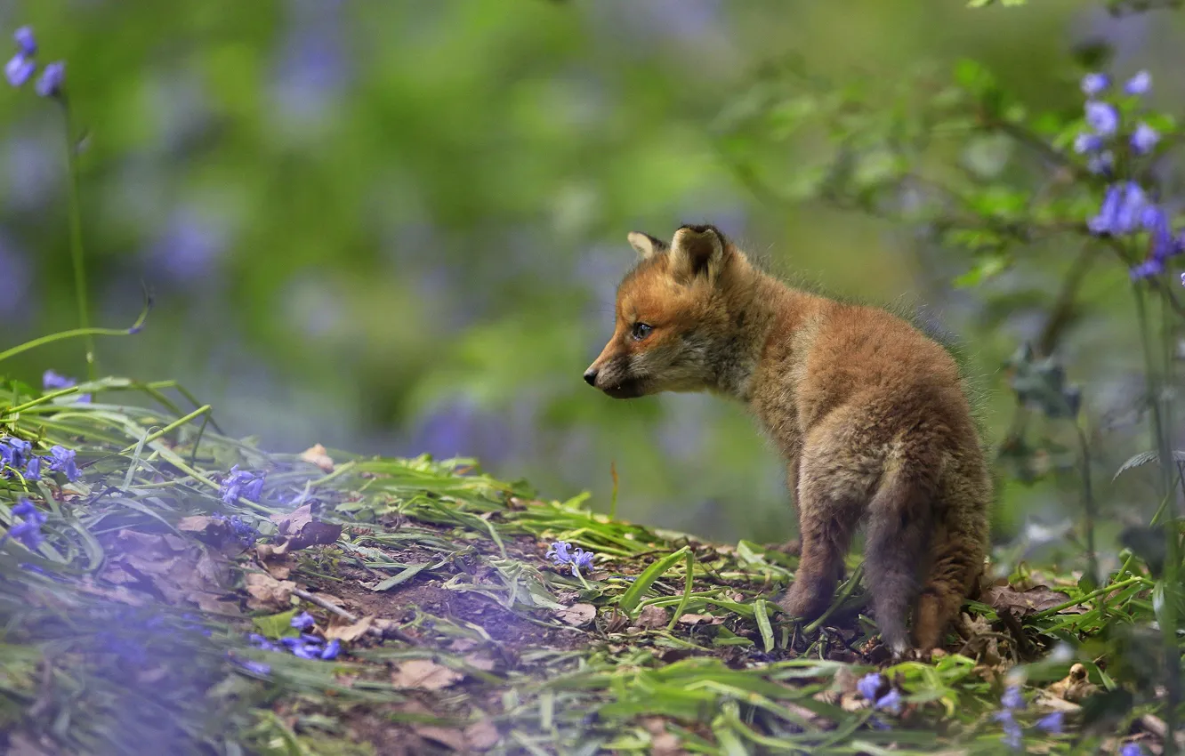 Photo wallpaper flowers, branches, nature, background, Fox, profile, leaves, bokeh