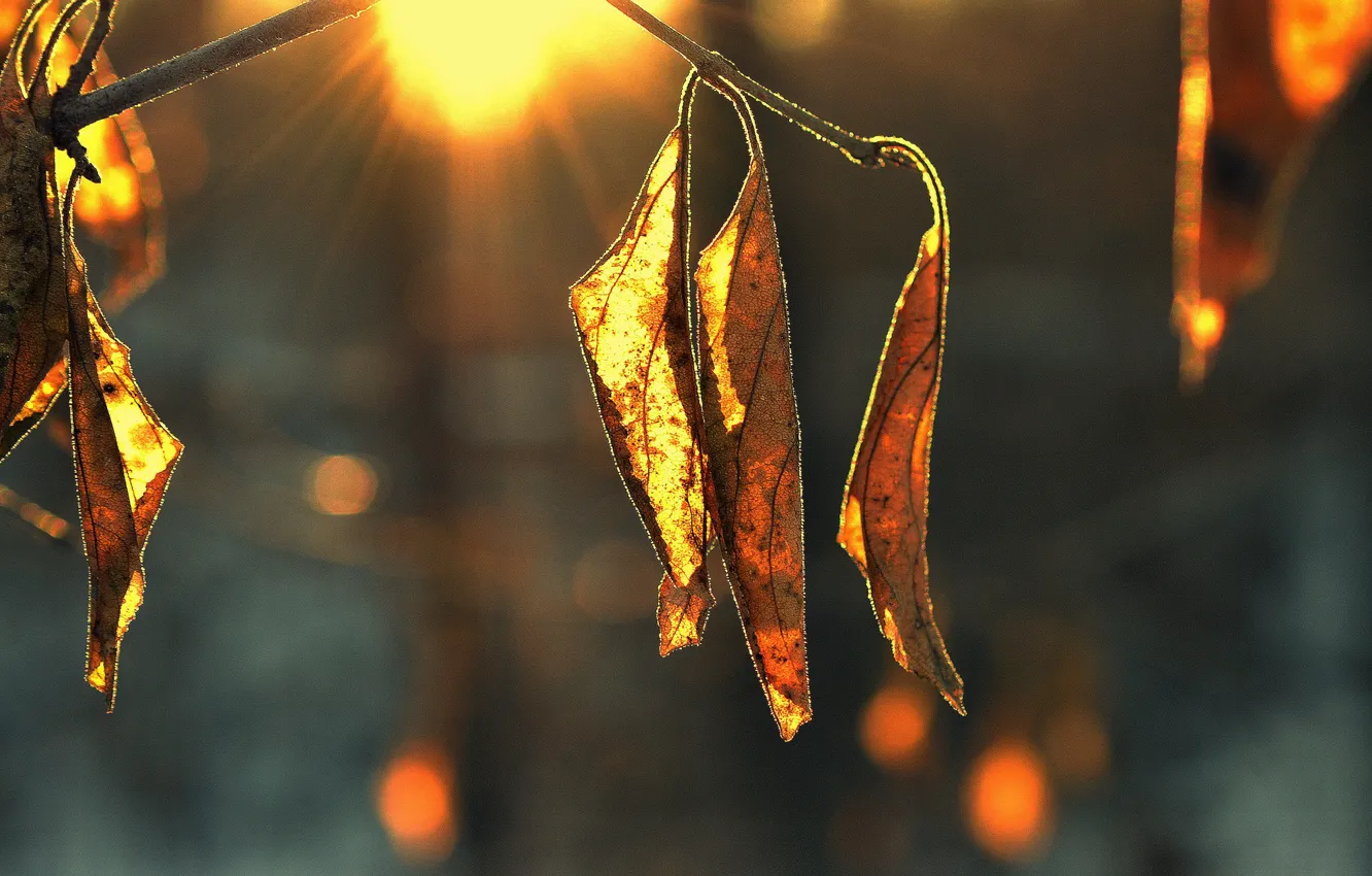 Photo wallpaper leaves, the sun, dry