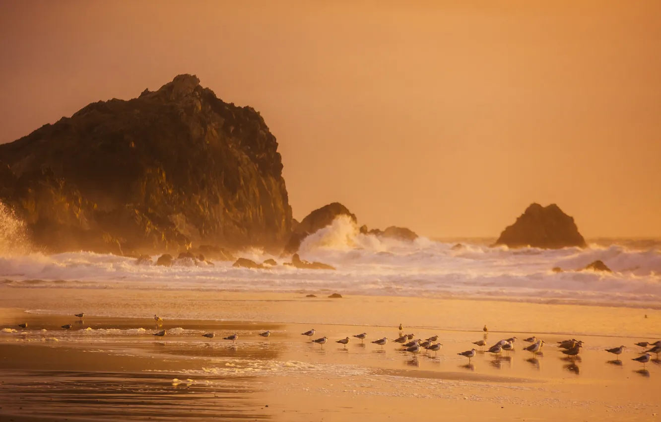 Photo wallpaper sea, birds, shore