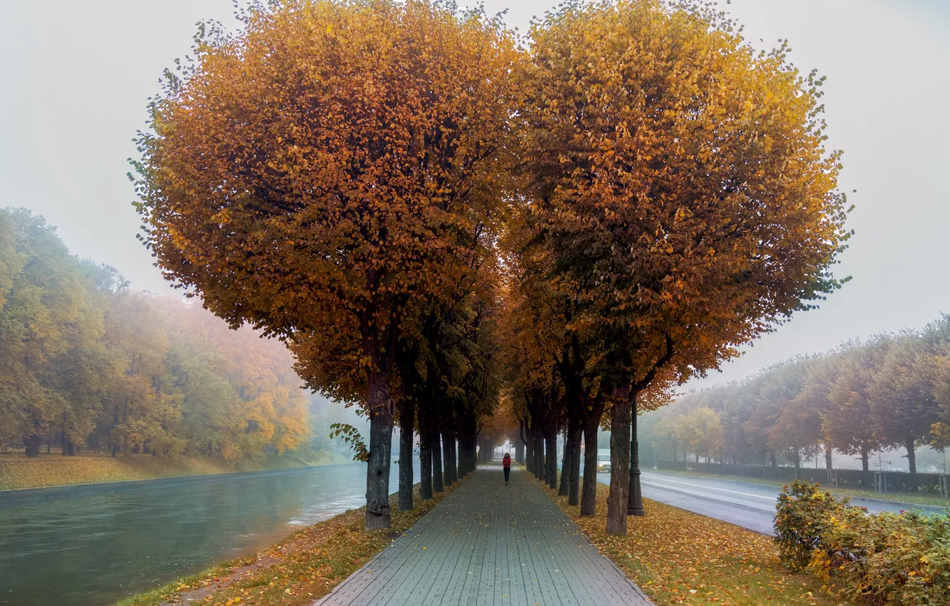 Photo wallpaper road, autumn, trees, fog, Park, shore, foliage, tile