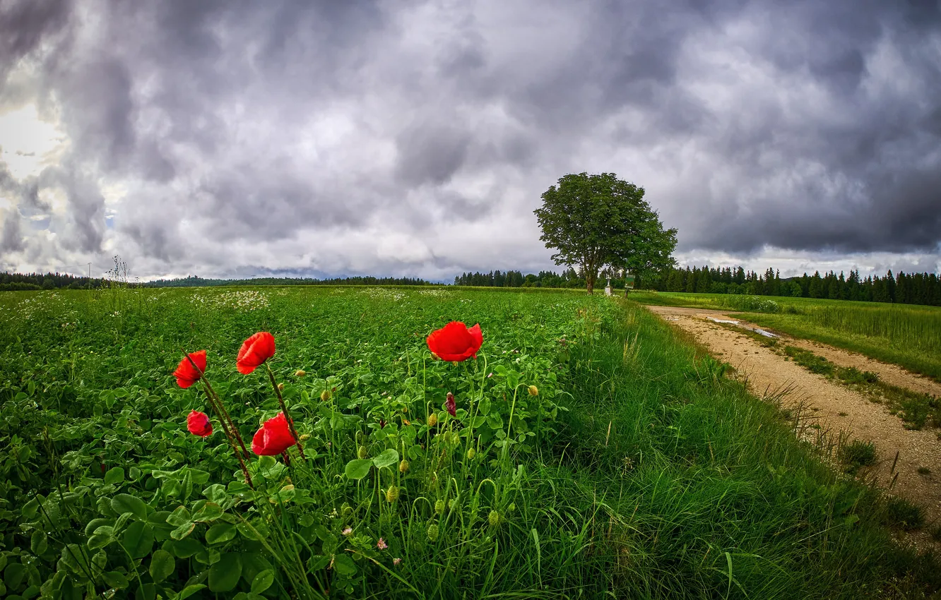 Photo wallpaper road, greens, field, forest, summer, the sky, grass, clouds