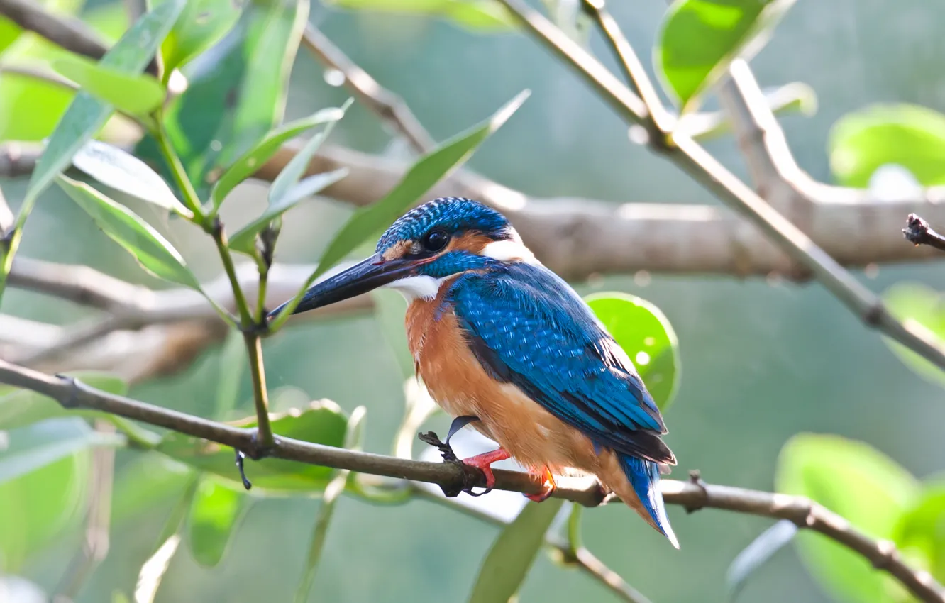 Photo wallpaper branches, bird, Kingfisher