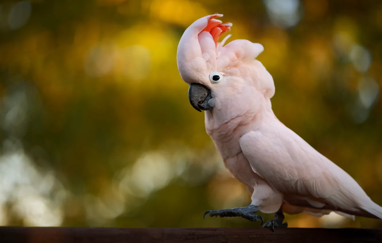 Photo wallpaper background, pink, bird, bokeh, cockatoo