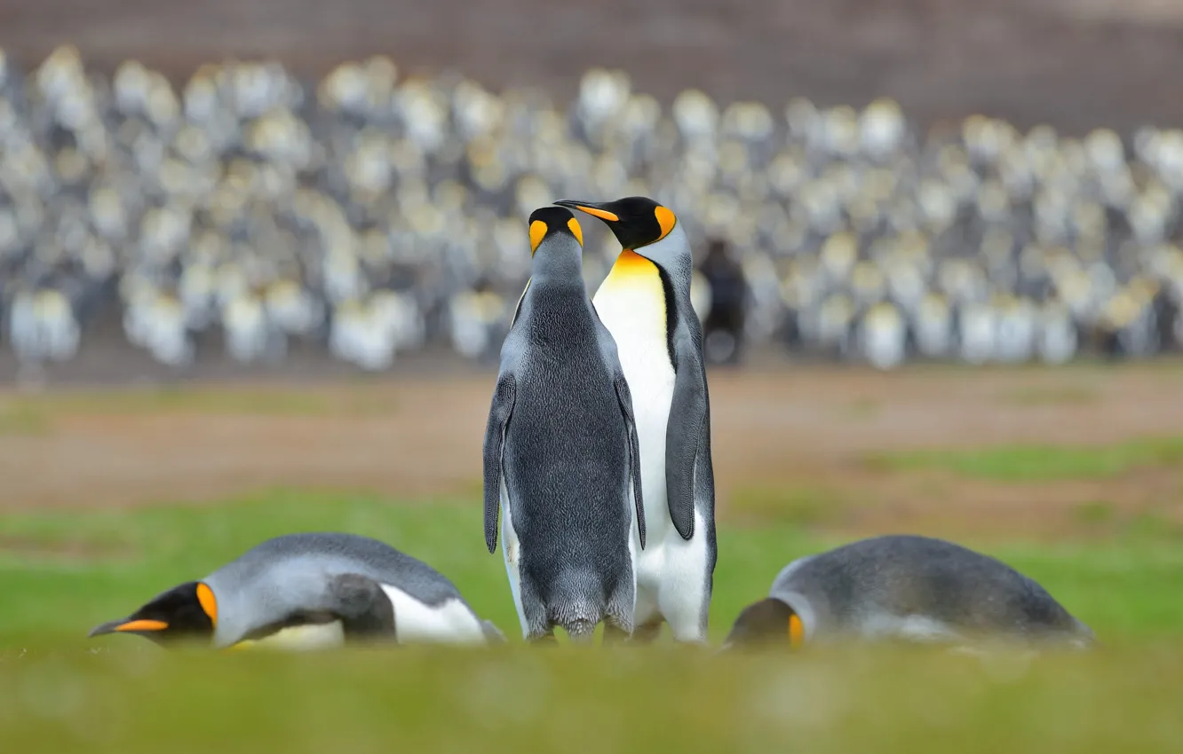 Photo wallpaper pose, bird, pack, penguins, bokeh, brothers