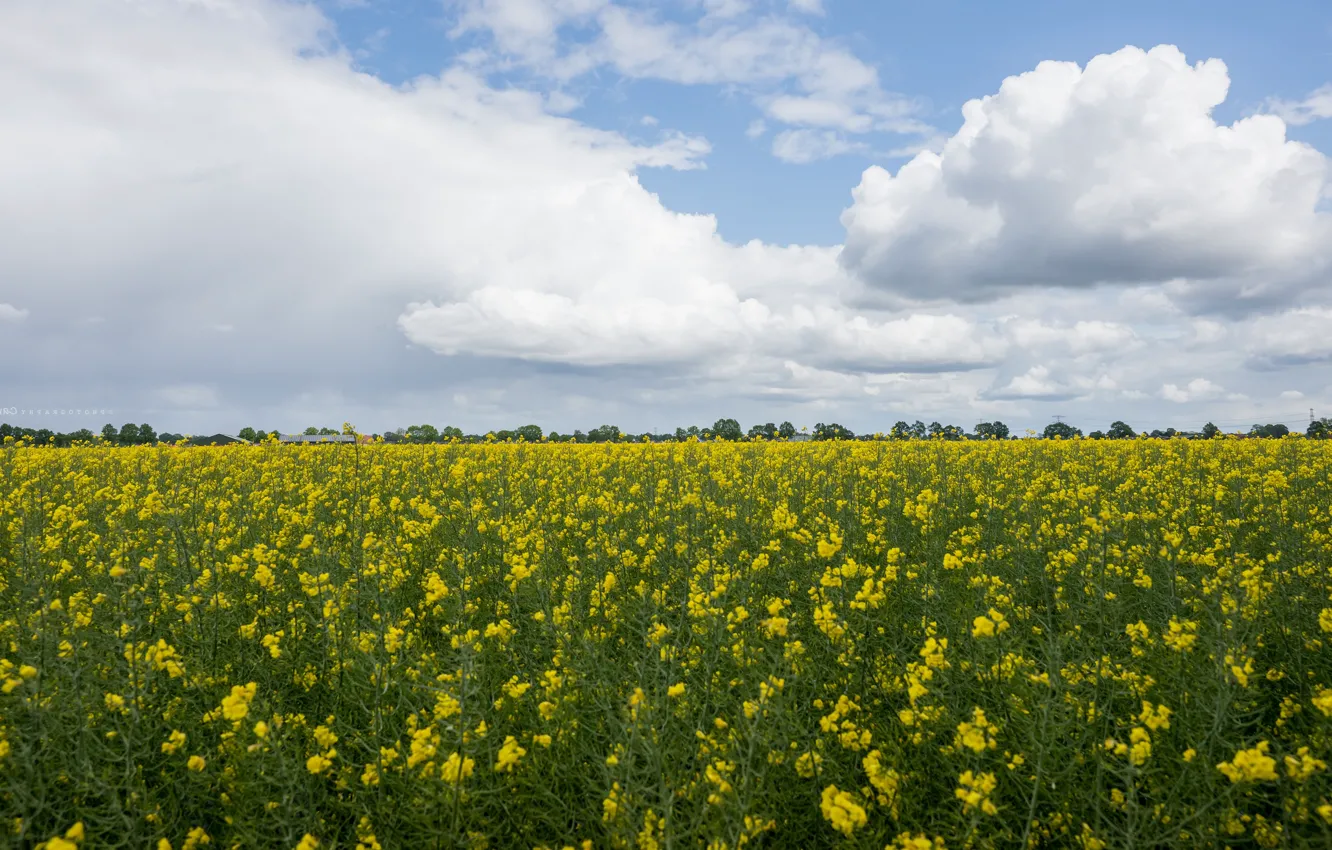 Photo wallpaper the sky, clouds, flowers, yellow, spring, dal, meadow, space