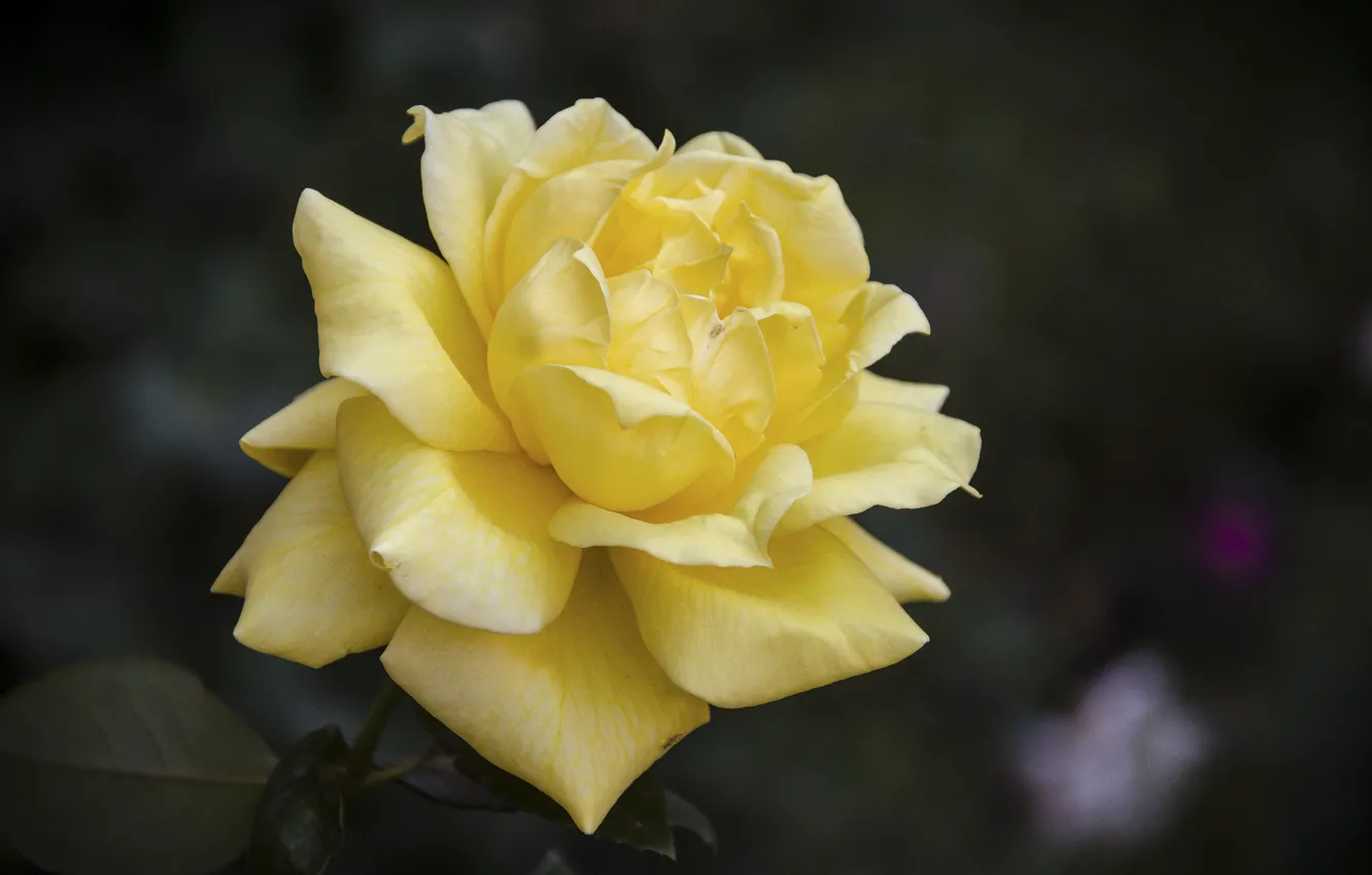 Photo wallpaper flower, rose, yellow flower, Matt