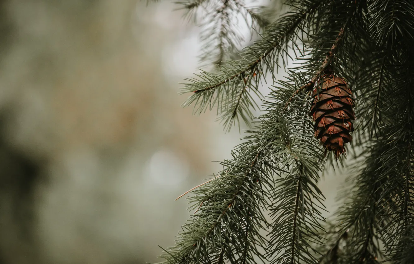 Photo wallpaper bumps, background, coniferous, branches, needles