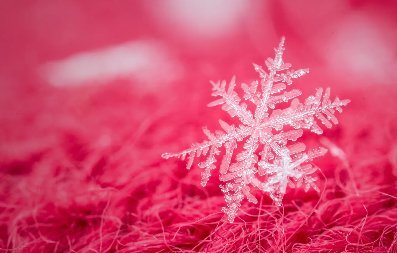 Photo wallpaper macro, snowflakes, background