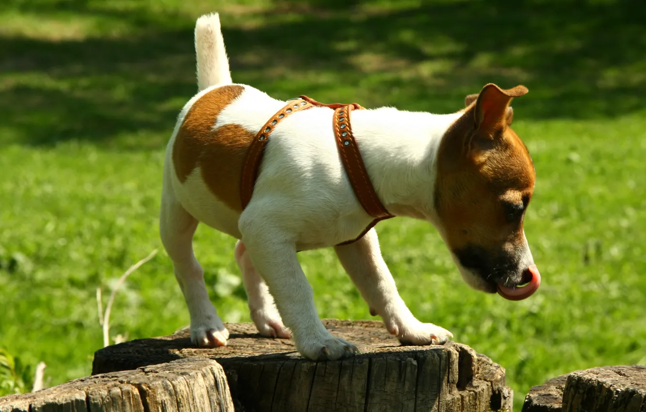 Photo wallpaper nature, mood, stump, dog, walk, Jack Russell